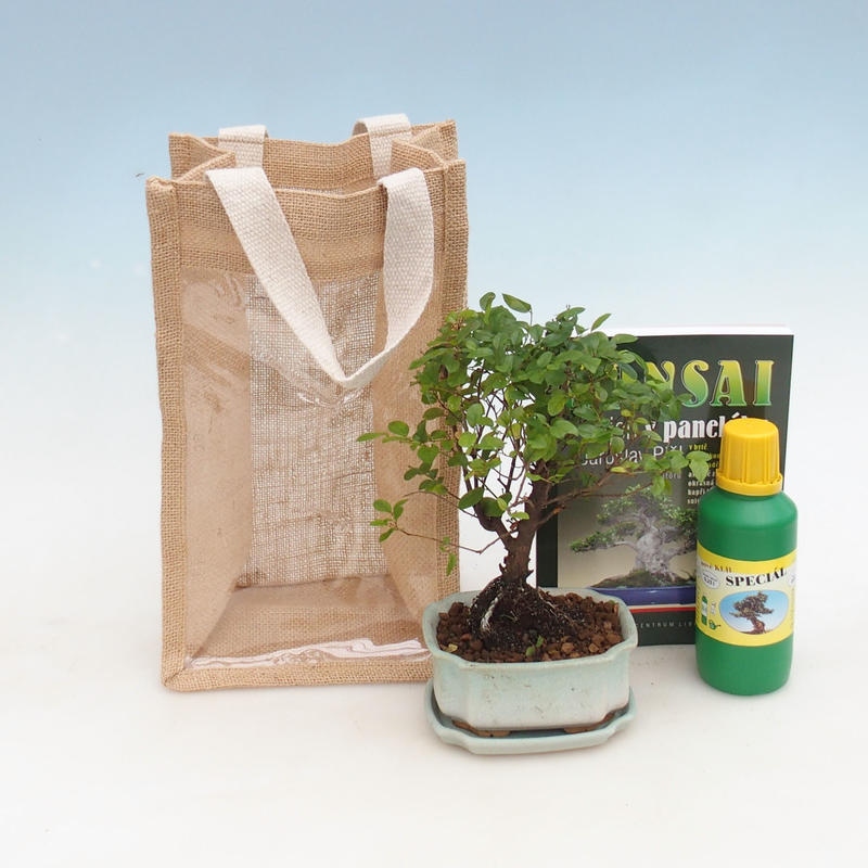 Szobai bonsai ajándéktáskában - JUTA Sageretia thea