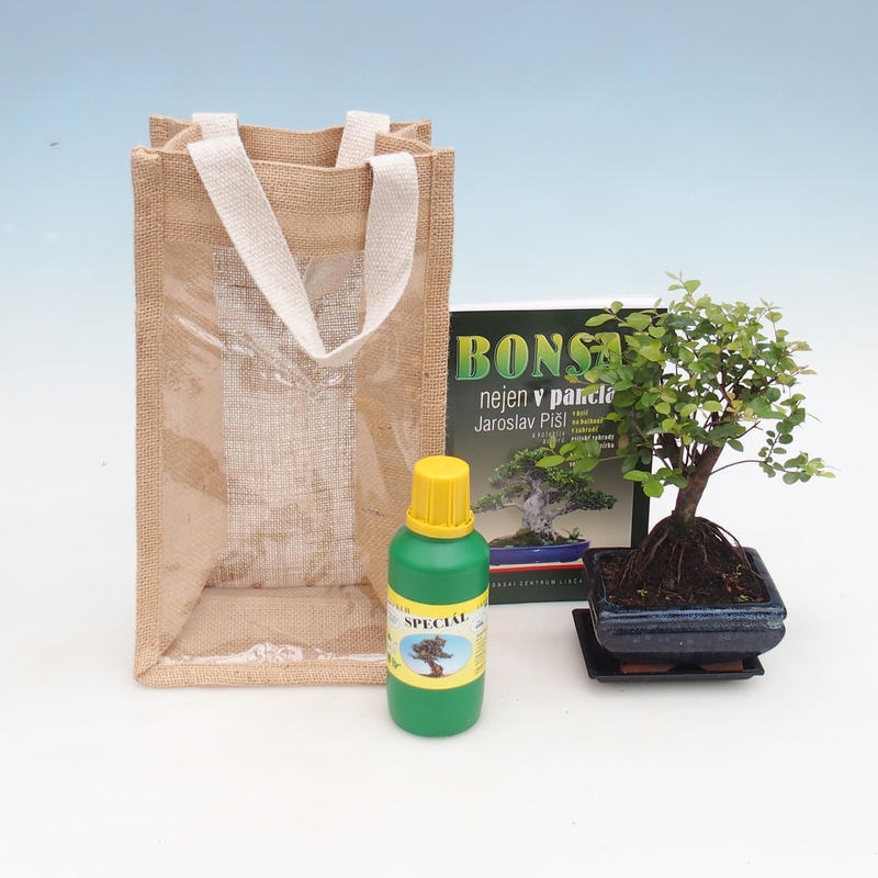 Szobai bonsai ajándéktáskában - JUTA Sageretia thea