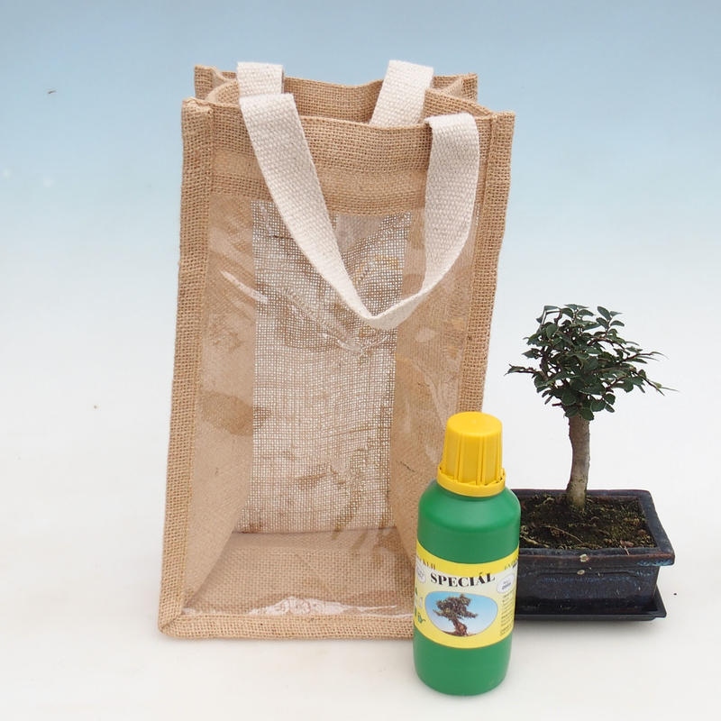 Szobai bonsai ajándéktasakban - JUTA Ulmus parvifolia-Room szilfa