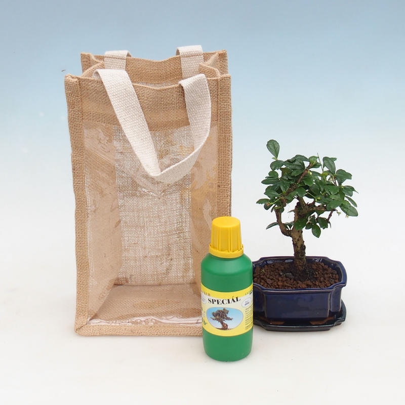 Szobai bonsai ajándéktáskában - JUTA Carmona-tea fuki