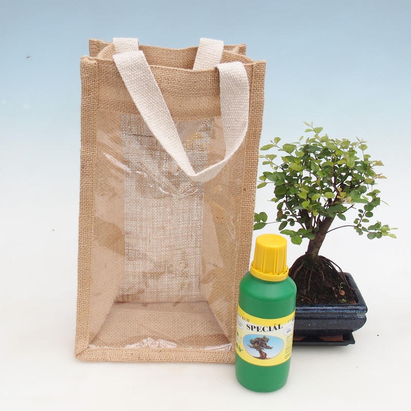 Szobai bonsai ajándéktáskában - JUTA Sageretia thea