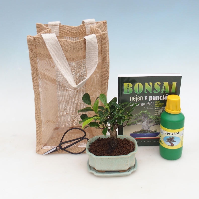 Szobai bonsai ajándéktáskában - JUTA