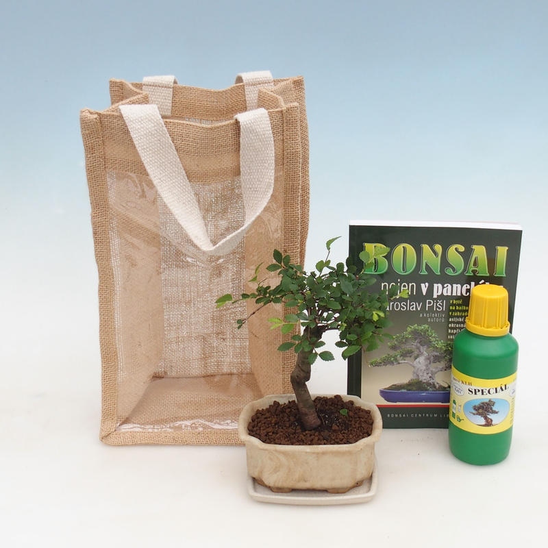 Szobai bonsai ajándéktasakban - JUTA Ulmus parvifolia-Room szilfa
