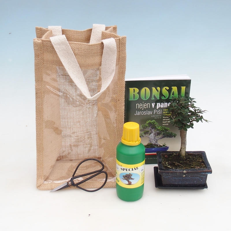 Szobai bonsai ajándéktasakban - JUTA Ulmus parvifolia-Room szilfa