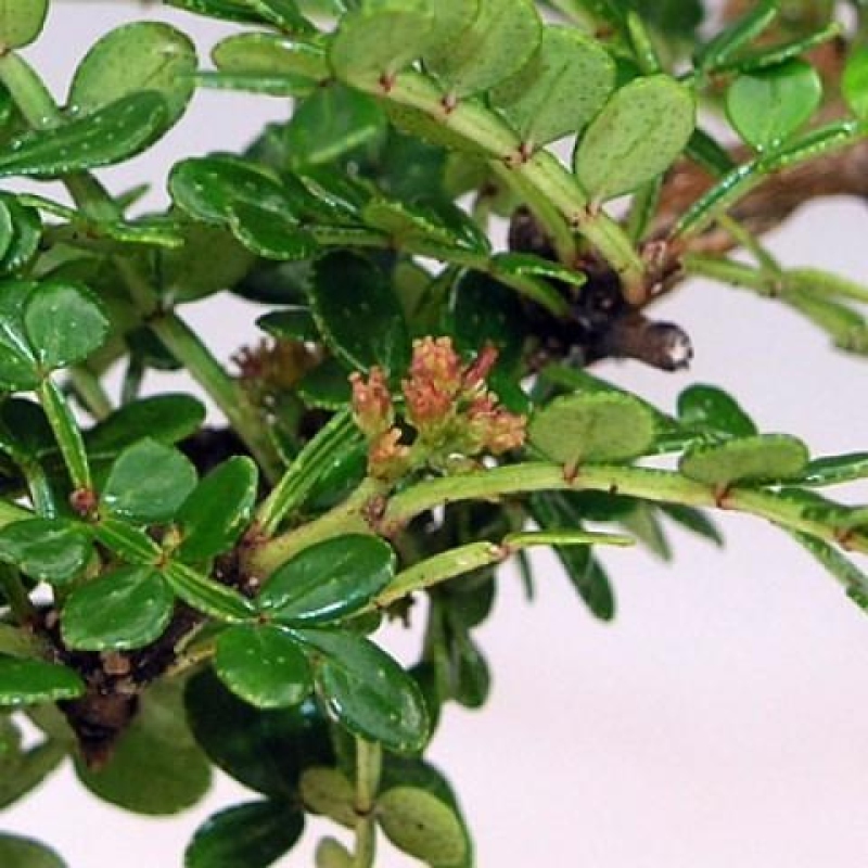 Szobai bonsai - Zantoxylum piperitum - borsfa