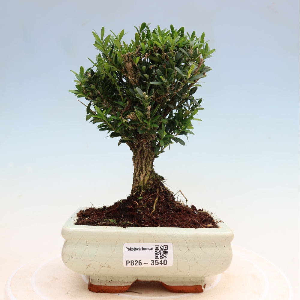 Szobai bonsai - Buxus harlandii - parafa buxus
