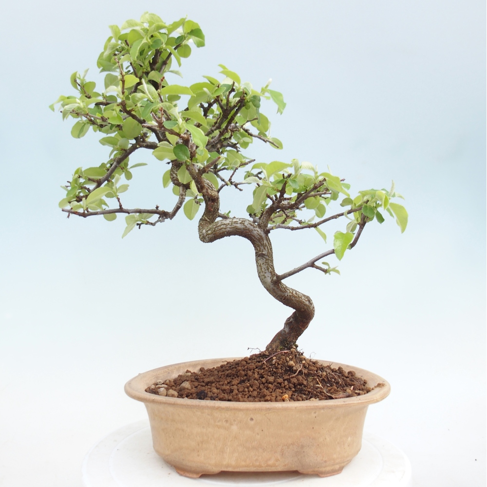 Kültéri bonsai - Chaneomeles chinensis