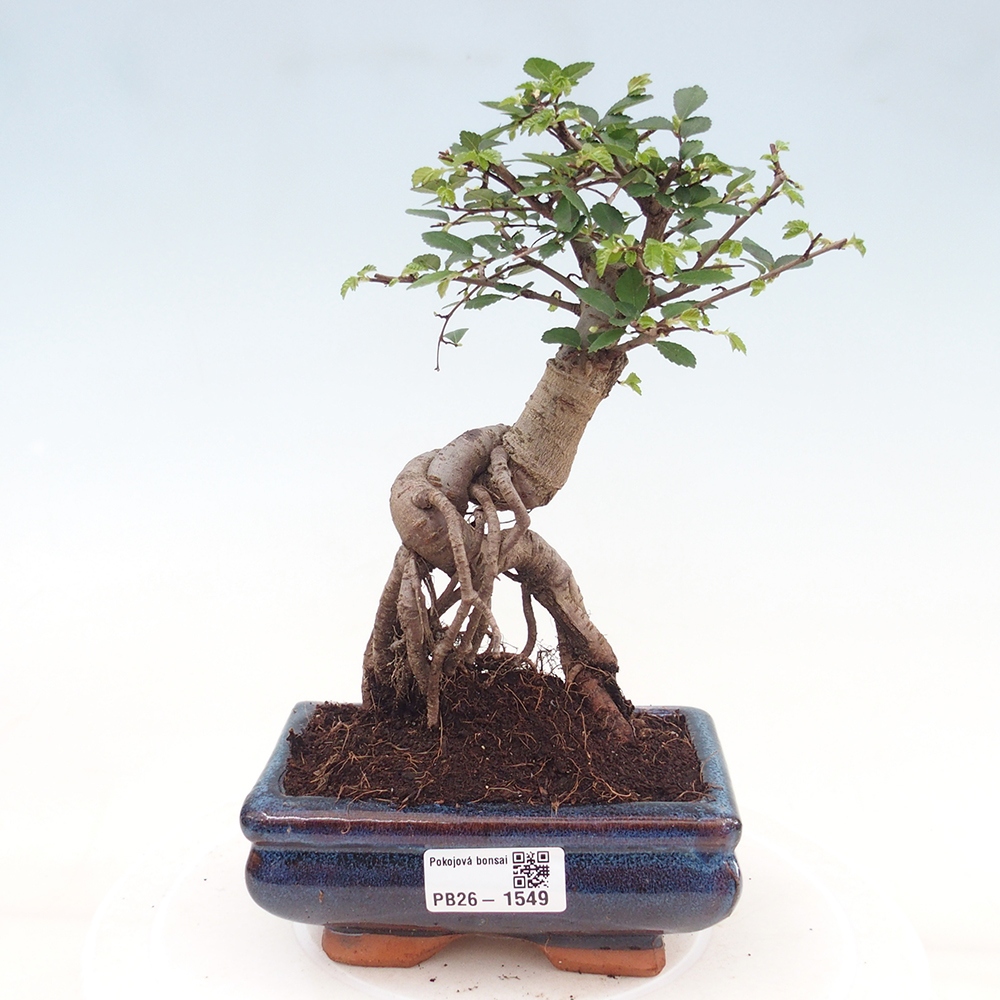 Szobai bonsai - Ulmus parvifolia - Kislevelű szilfa