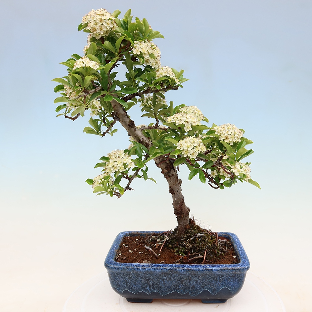 Kültéri bonsai – Pyracantha teton – Vörös tűszem