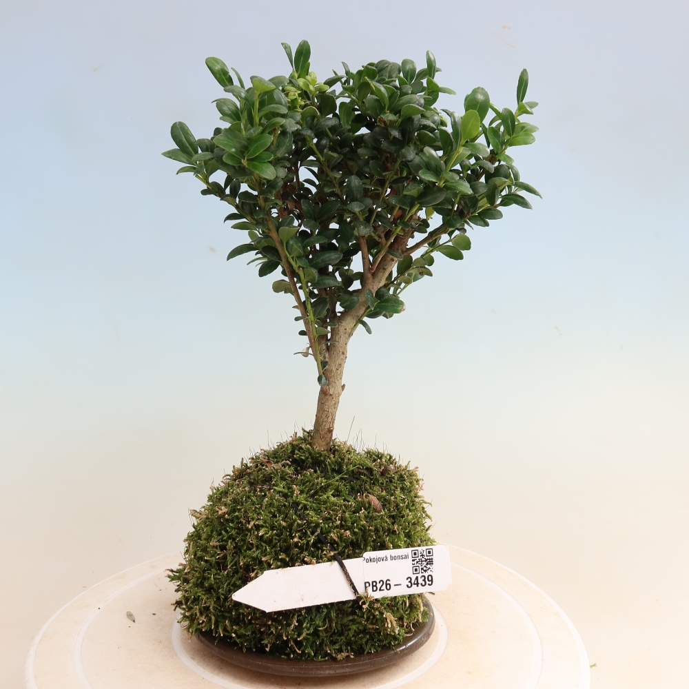 Kokedama alátéttel – Ilex crenata – Magyal