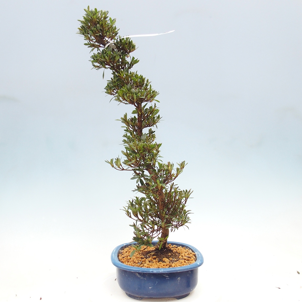 Kültéri bonsai - Japán azálea - Azalea Hakurin