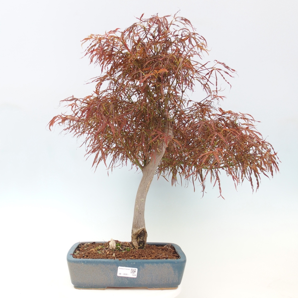 Kültéri bonsai - Acer palmatum RED PYGMY