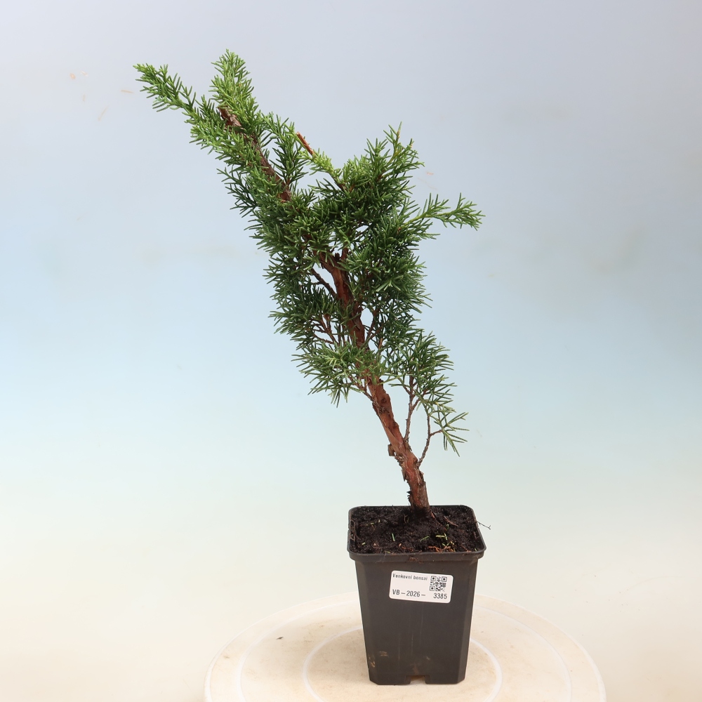 Kültéri bonsai - Juniperus chinensis Kishu