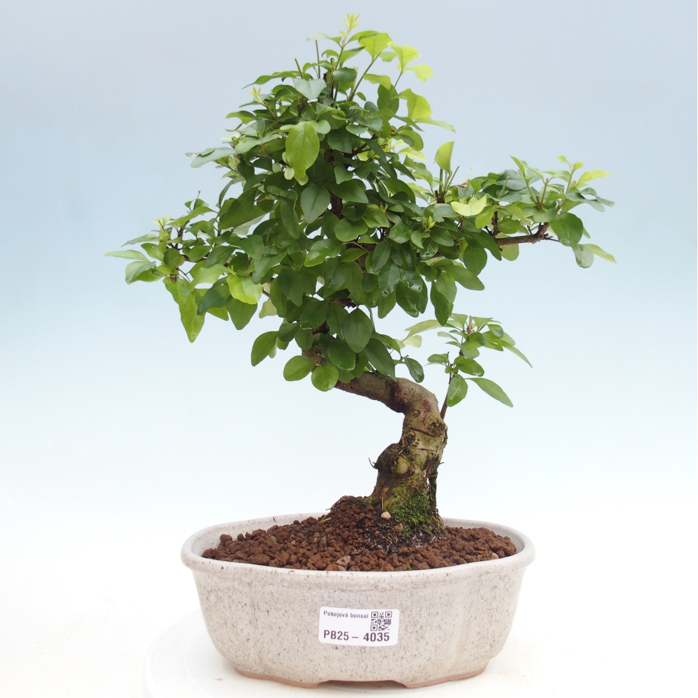 Szobai bonsai -Ligustrum chinensis - Madárcsőr