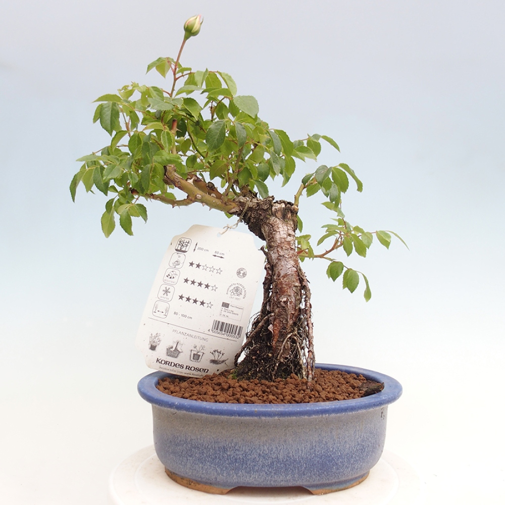 Kültéri bonsai - Rosa Kordes - rózsa