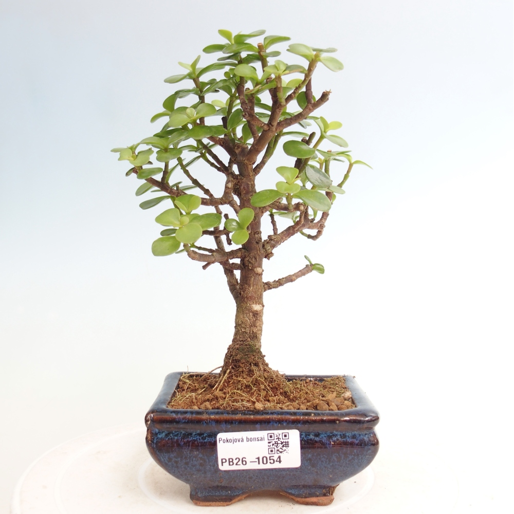 Szoba bonsai - Portulakaria Afra - Tlustice