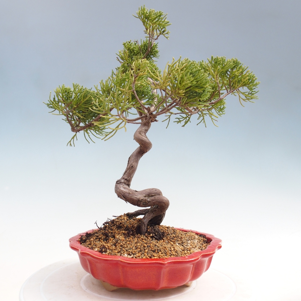 Kültéri bonsai - Juniperus chinensis Kishu