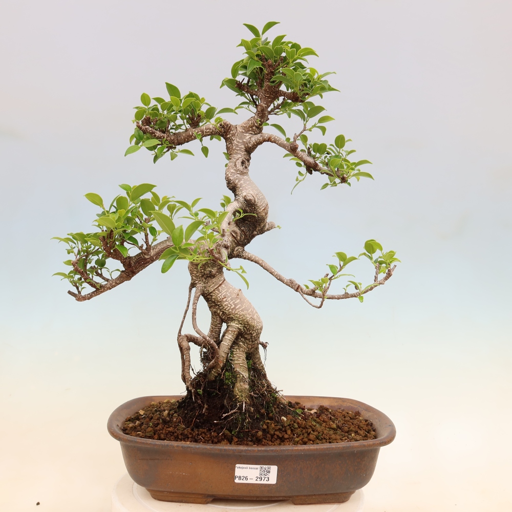 Szobai bonsai - Ficus kimmen - kislevelű fikusz