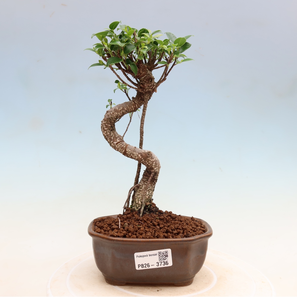 Szobai bonsai - Ficus kimmen - kislevelű fikusz