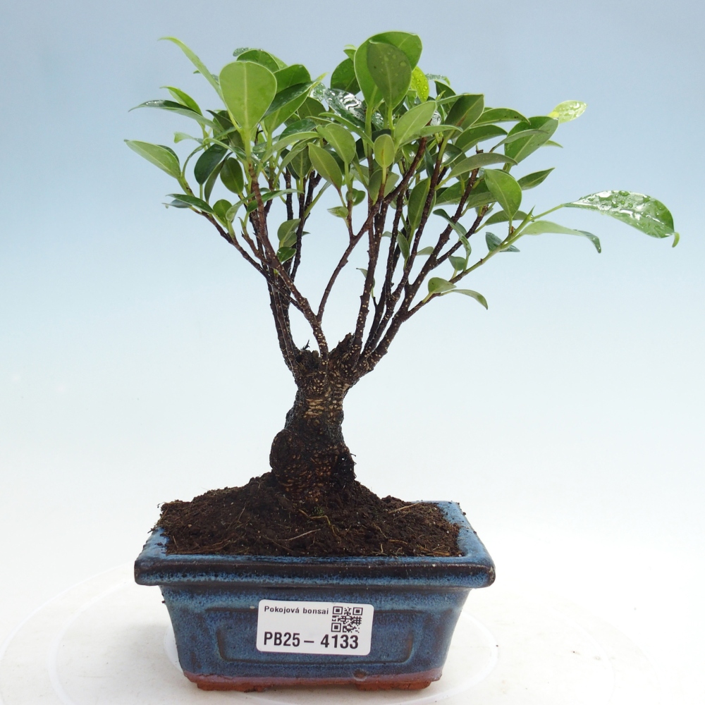 Szoba bonsai Ficus retusa kimmen