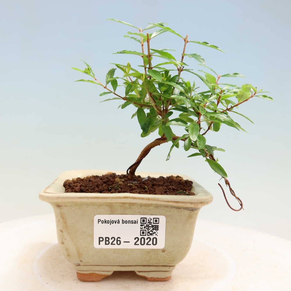 Szobai bonsai-PUNICA granatum nana-gránátalma