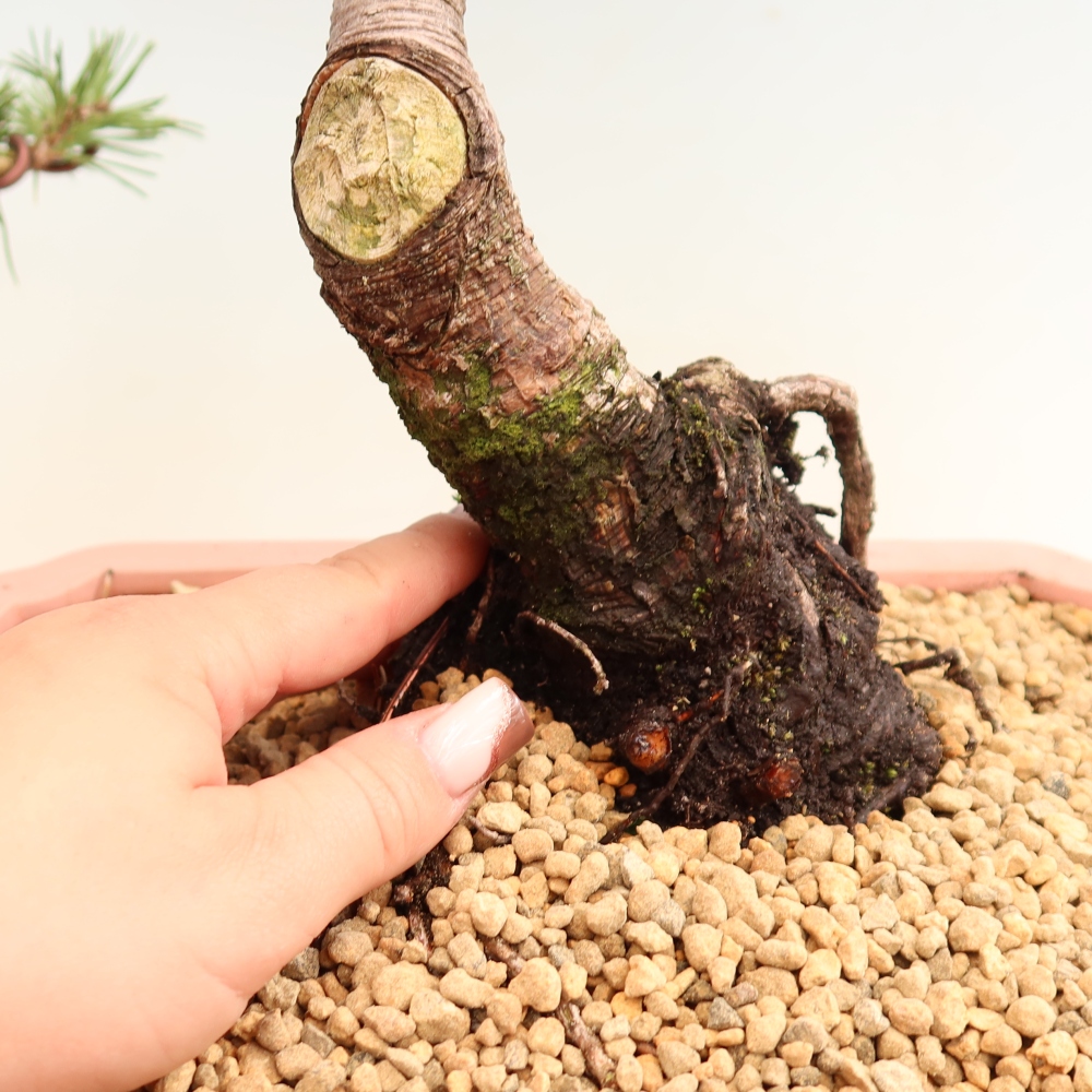 Kültéri bonsai – Pinus mugo Humpy – Törpefenyő