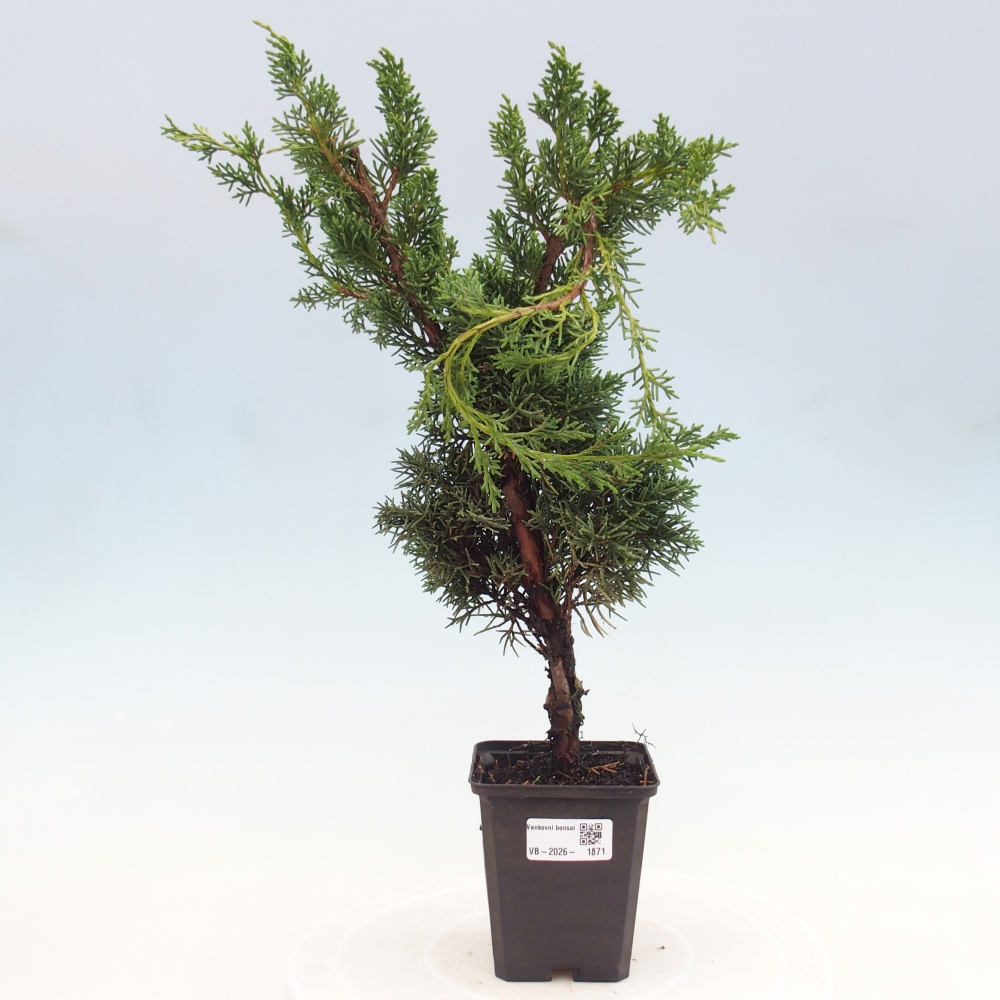 Kültéri bonsai - Juniperus chinensis Kishu