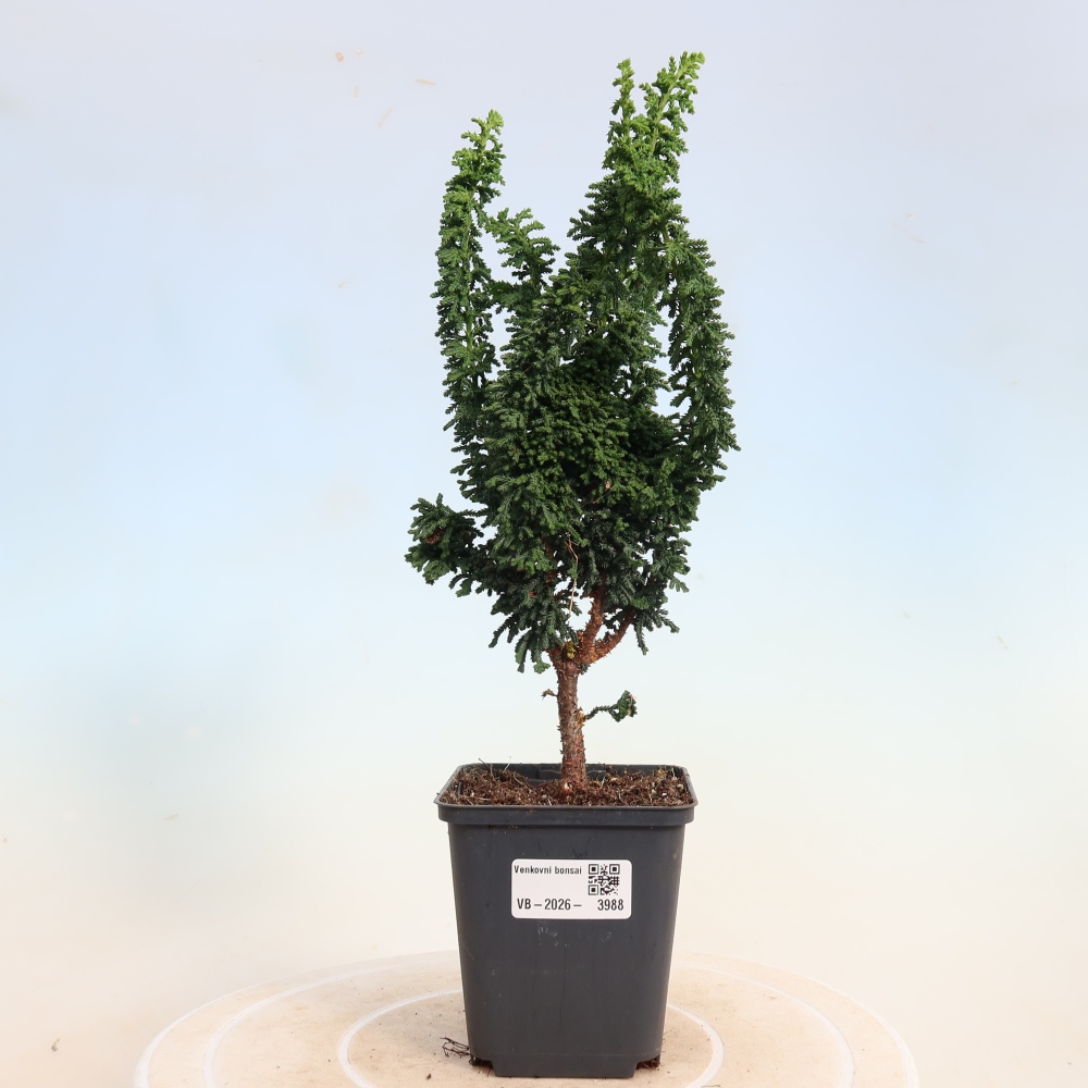 Kültéri bonsai - Cham. obtusa SEKKA HINOKI - Cifra ciprus