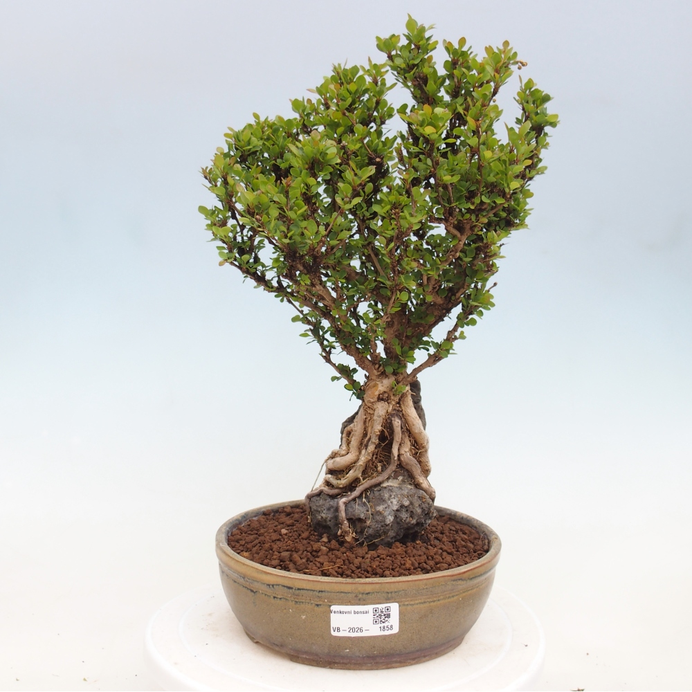 Kültéri bonsai - Berberis coreana