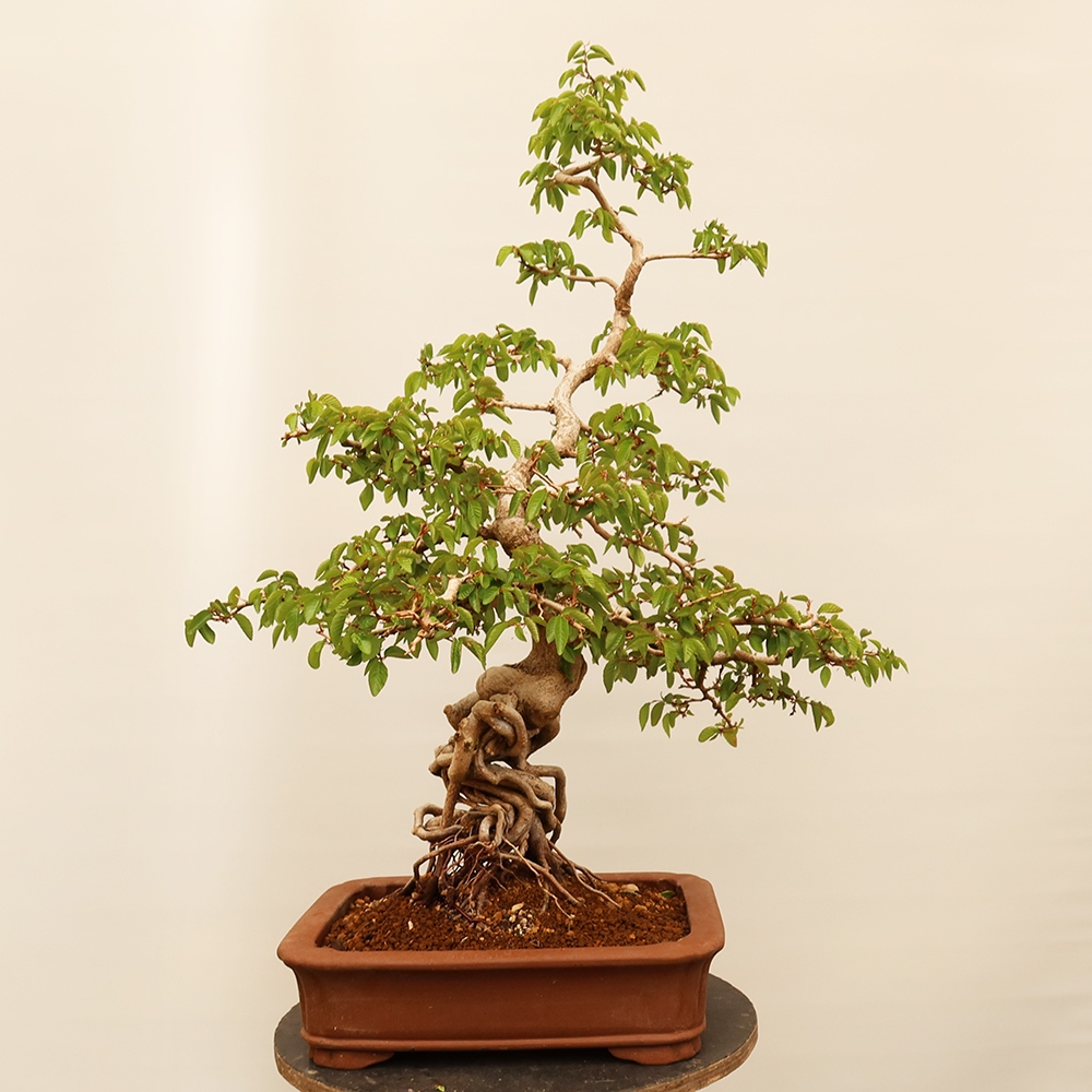 Kültéri bonsai -Carpinus Coreana - Koreai gyertyánfa