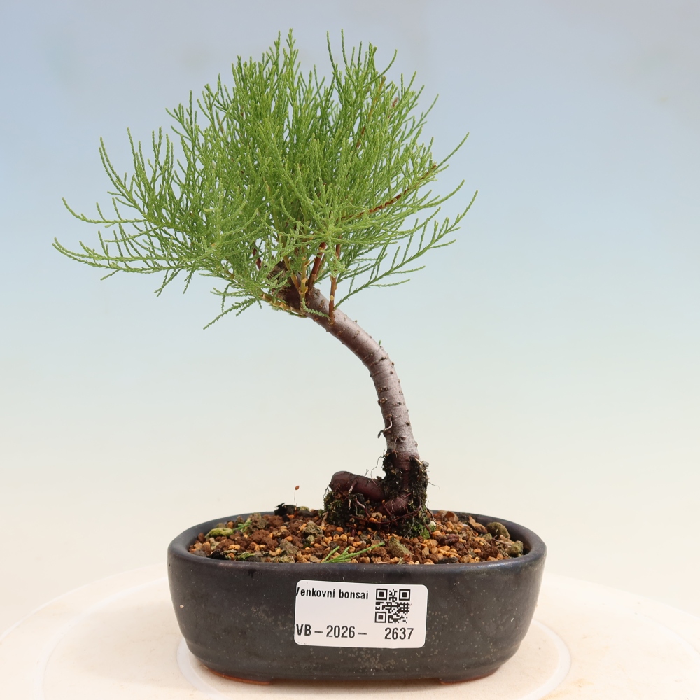 Kültéri bonsai - Tamariszkusz - Tamarix