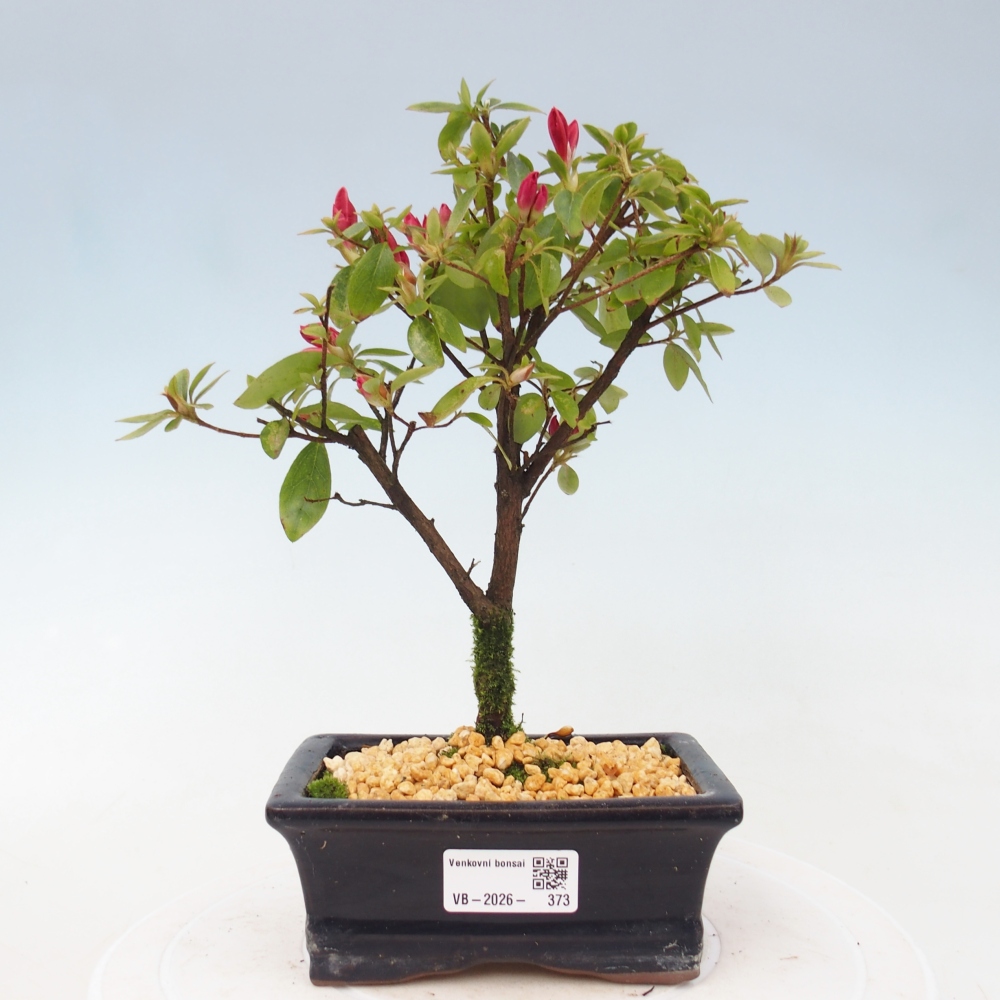 Kültéri bonsai - japán azálea - Azalea sp.