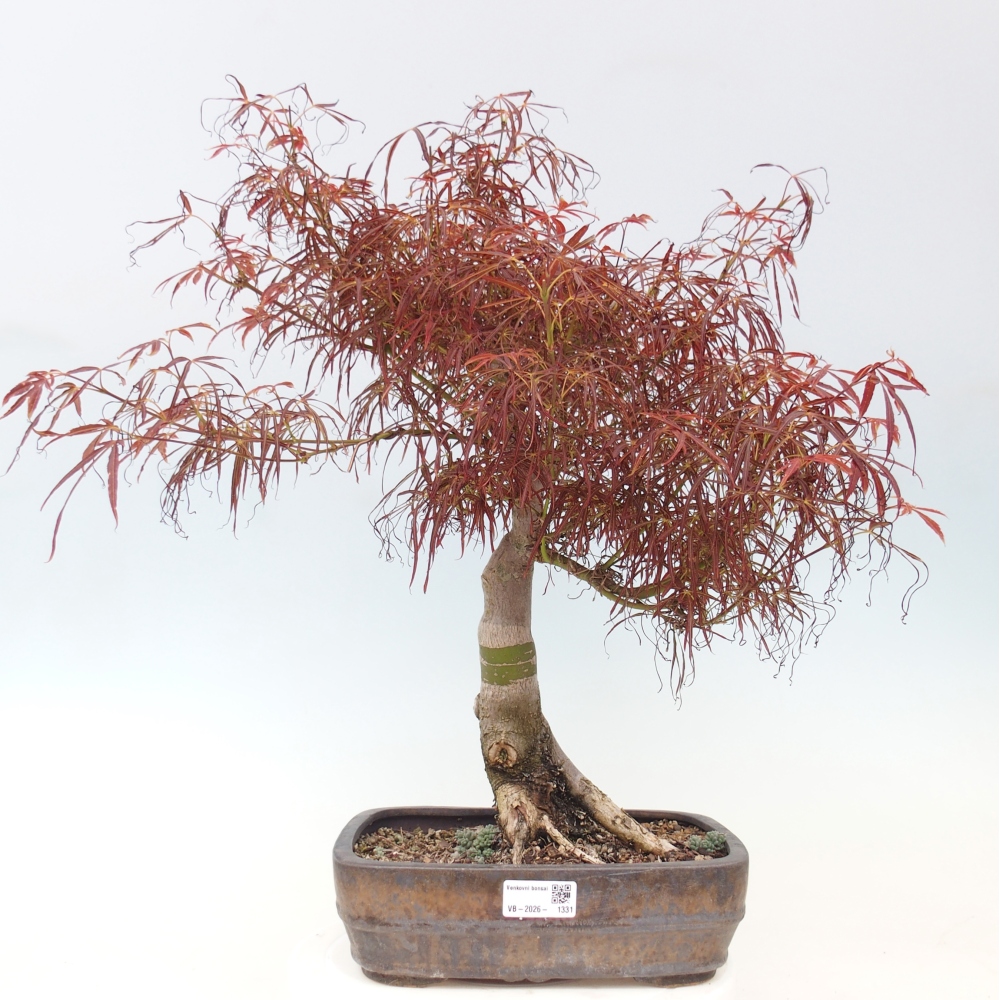 Kültéri bonsai - Acer palmatum RED PYGMY