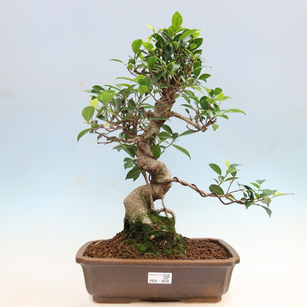 Szobai bonsai - Ficus kimmen - kislevelű fikusz