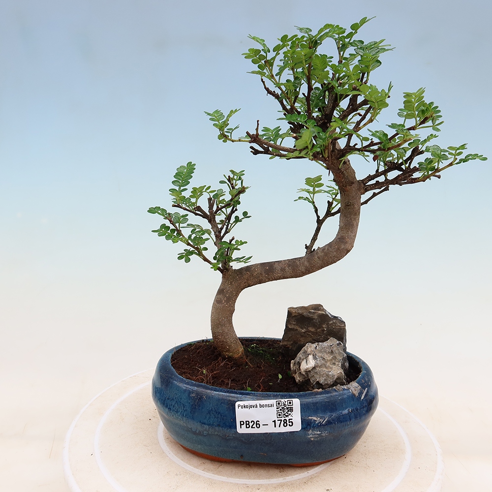 Szobai bonsai - Zantoxylum piperitum - borsfa