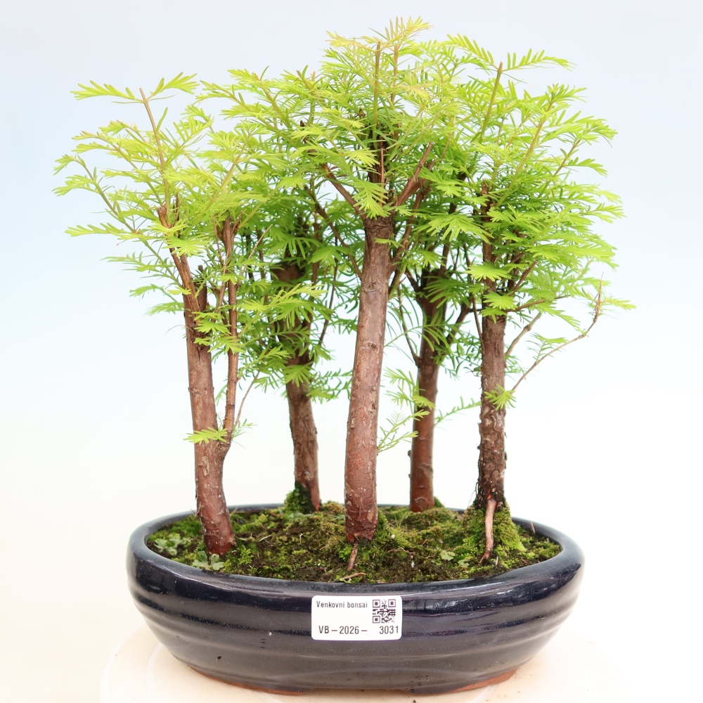 Kültéri bonsai – Metasequoia glyptostroboides – kínai metasequoia – kis erdő