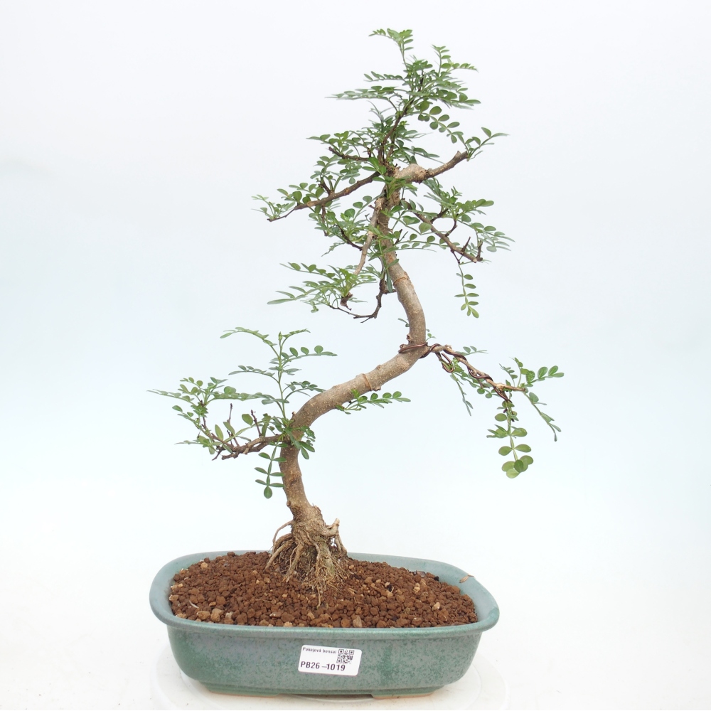 Szobai bonsai - Zantoxylum piperitum - borsfa
