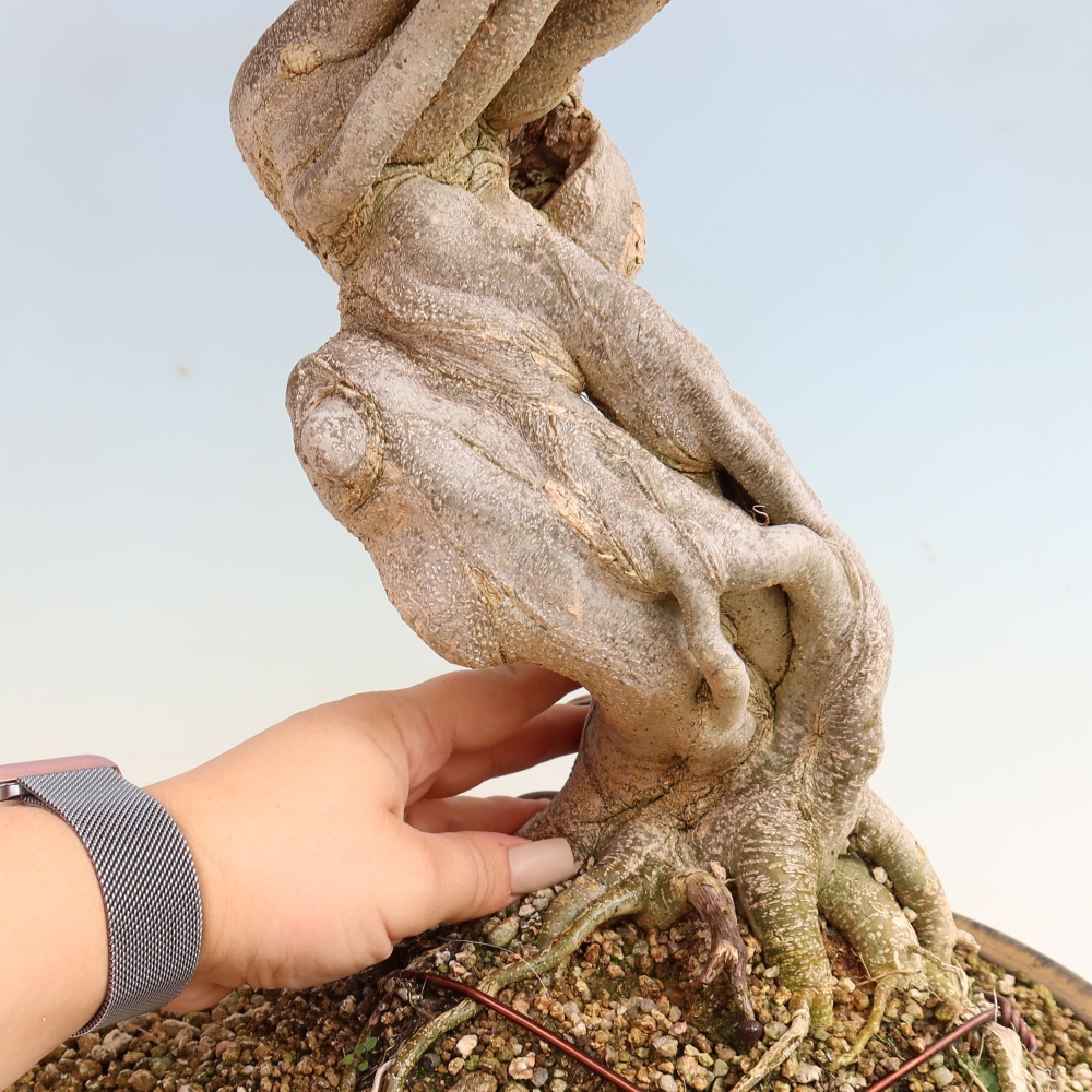 Kültéri bonsai - Acer Buergerianum - Burger juhar