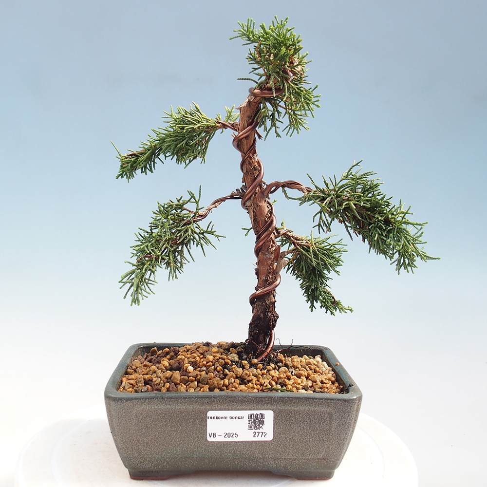 Kültéri bonsai - Juniperus chinensis Kishu