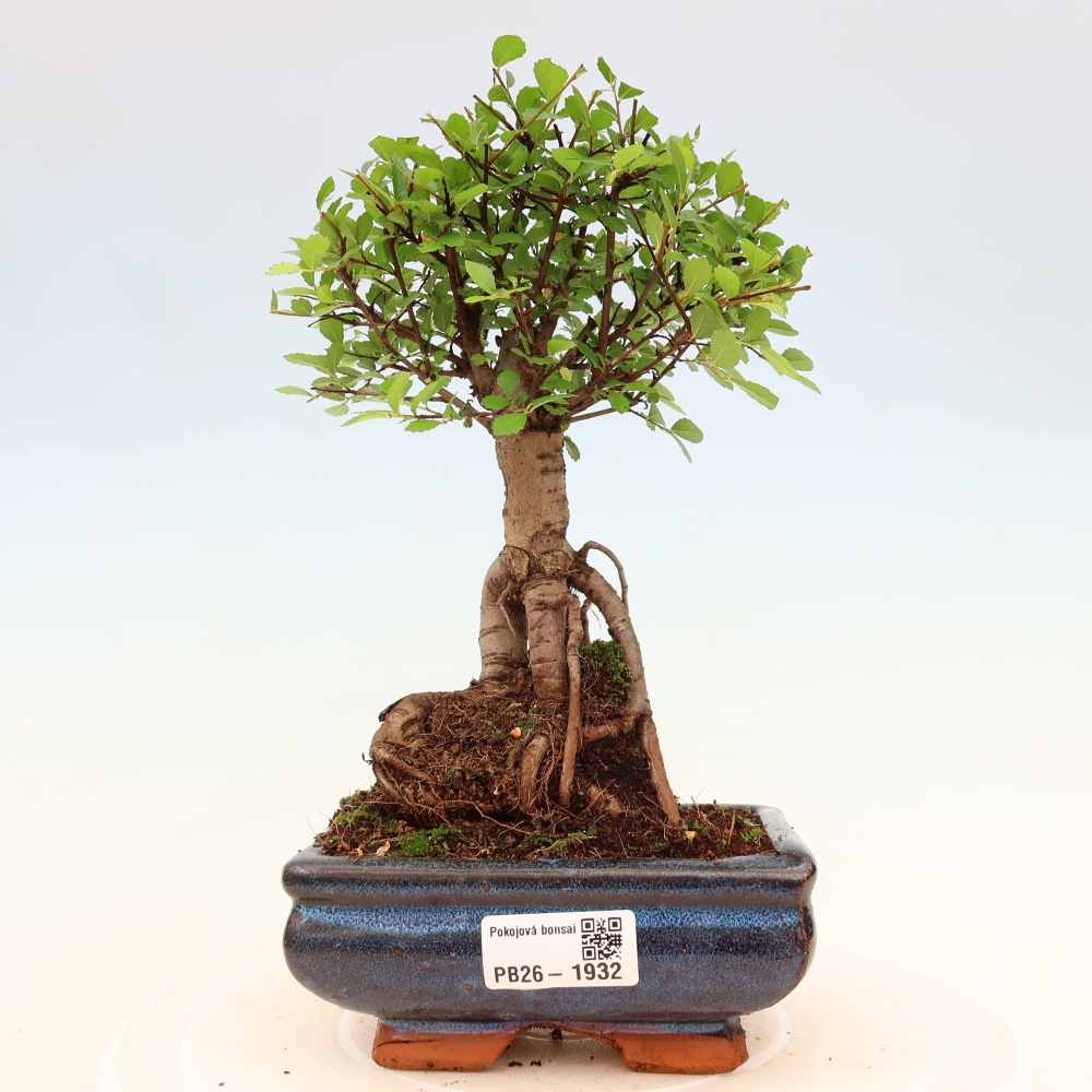 Szobai bonsai - Ulmus parvifolia - Kislevelű szilfa