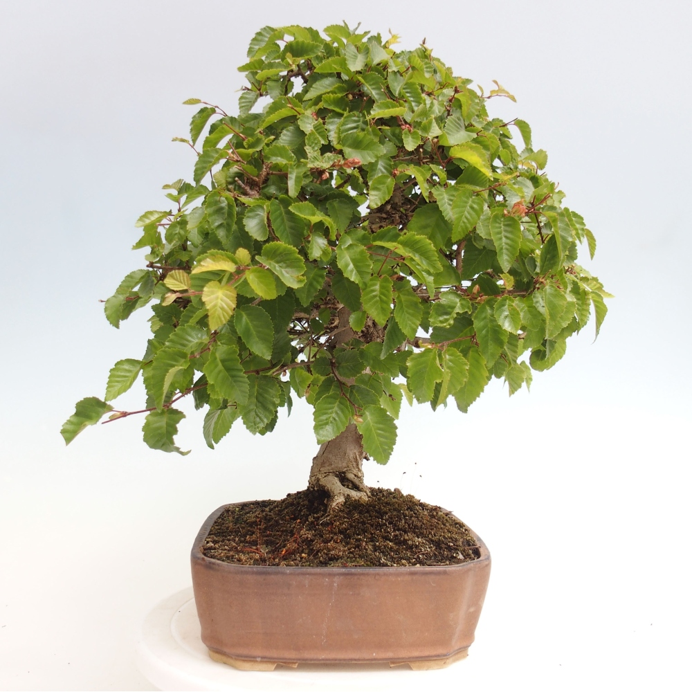 Kültéri bonsai -Carpinus CARPINOIDES - Koreai gyertyánfa