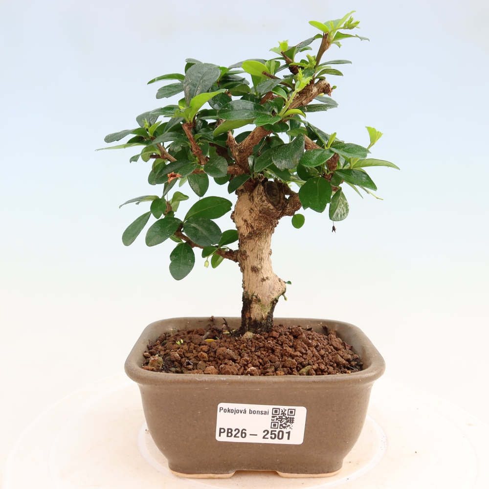 Szobai bonsai - Carmona macrophylla - Tea fuki
