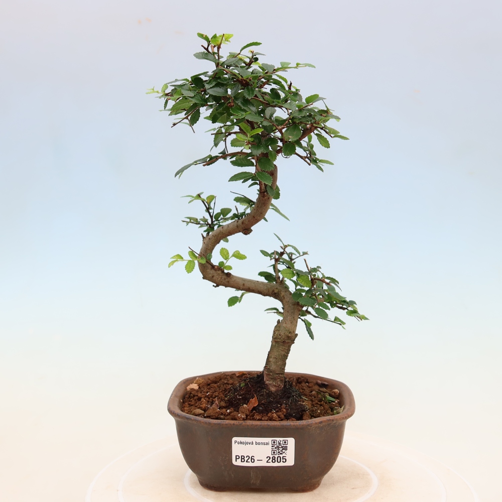 Szobai bonsai - Ulmus parvifolia - Kislevelű szilfa
