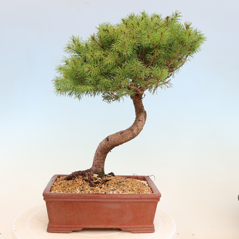 Kültéri bonsai - lucfenyő - Picea glauca globe