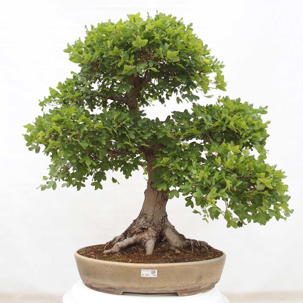 Kültéri bonsai - Francia juhar - Acer Nonspessulanum