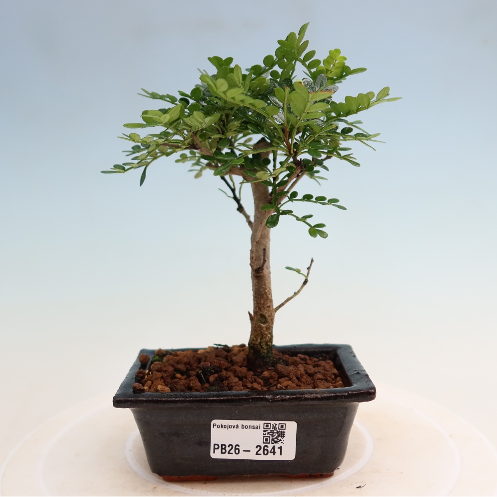 Szobai bonsai - Zantoxylum piperitum - borsfa