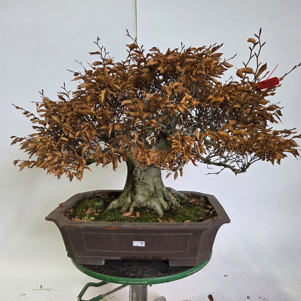 Kültéri bonsai - Fagus crenata