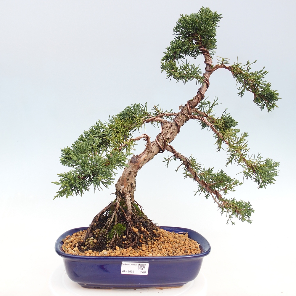 Kültéri bonsai - Juniperus chinensis Kishu