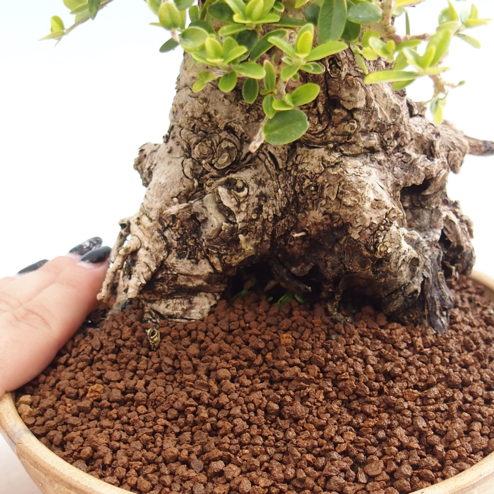 Beltéri bonsai - Olea europaea sylvestris