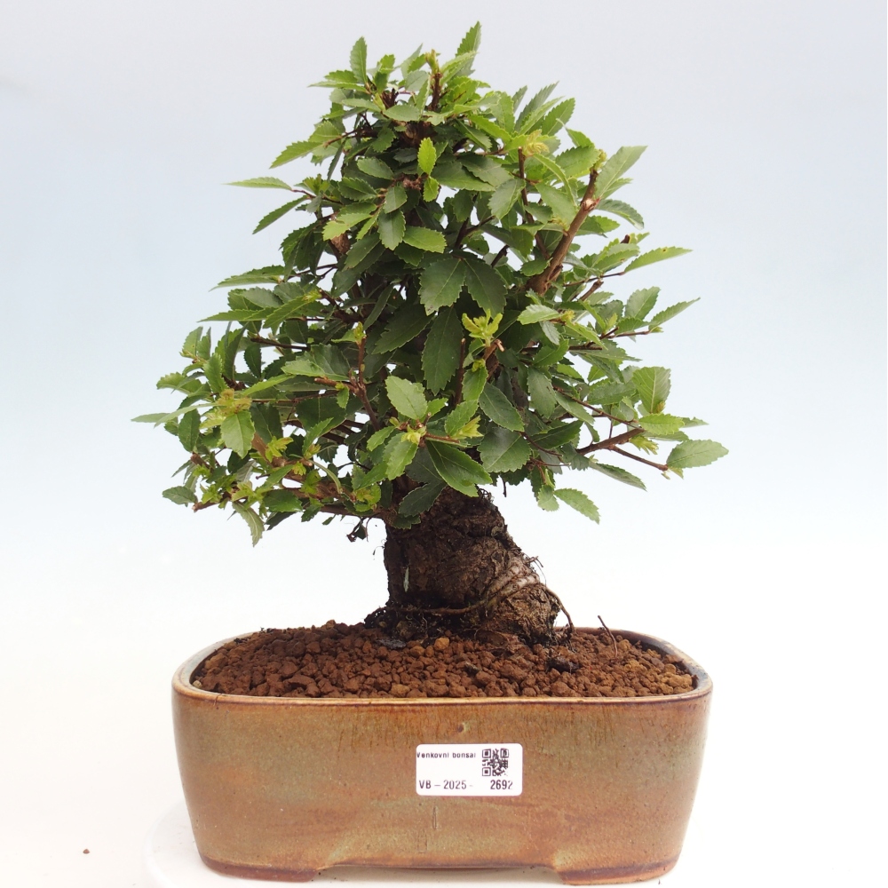 Kültéri bonsai - Zelkova - Zelkova NIRE